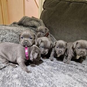 3 Blue Staffordshire Bull Terrier | PostAds PH