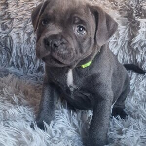 3 Blue Staffordshire Bull Terrier | PostAds PH