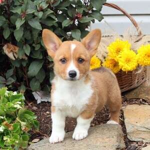 Corgi Pembroke Puppies | PostAds PH