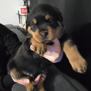 breed Rottweiler puppies | PostAds PH