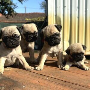 pug puppies for rehoming | PostAds PH