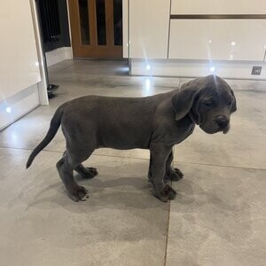 remaining***Great Dane Puppies | PostAds PH