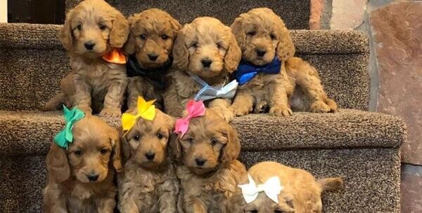 Goldendoodle Puppies - Ready