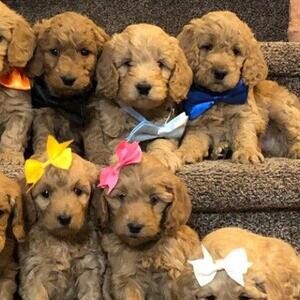 Goldendoodle Puppies - Ready | PostAds PH