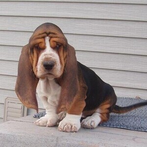 Basset Hound Puppies | PostAds PH