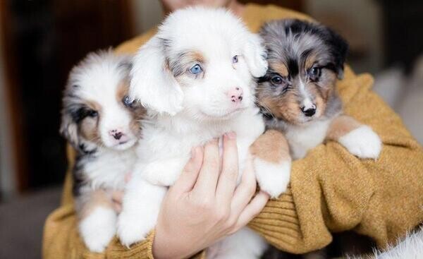 Rare merle Australian shepherd puppy