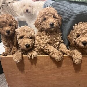 F1b Cavapoo Puppies homebred | PostAds PH