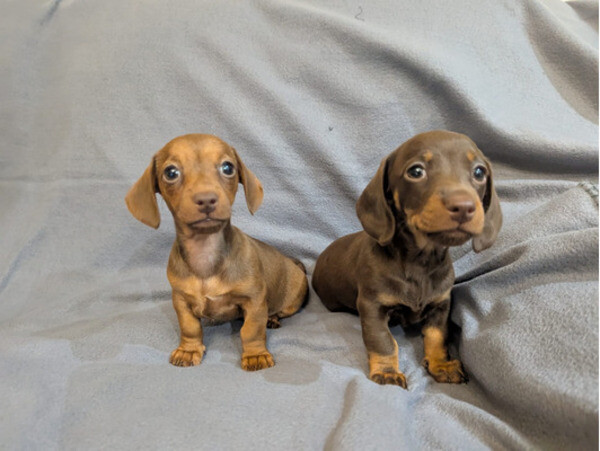 Dachshund puppies for sale