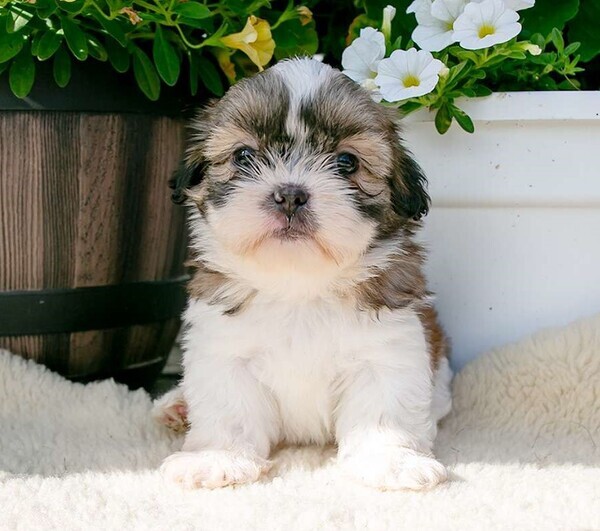 Shih Tzu Puppies Available