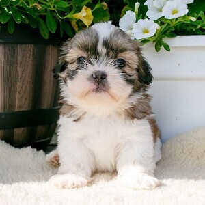 Shih Tzu Puppies Available | PostAds PH