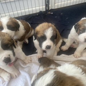 Saint Bernard Puppies xx | PostAds PH