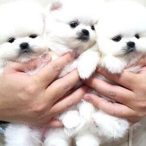 Pomeranian puppies | PostAds PH