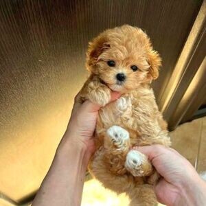 Cute Maltipoo | PostAds PH