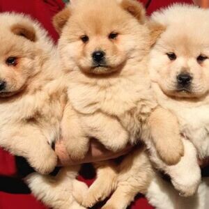 pure chow chow puppies | PostAds PH