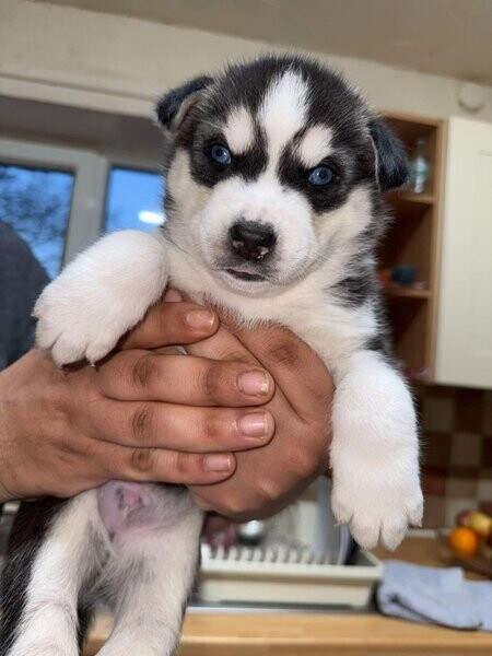 Siberian husky puppy's