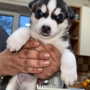Siberian husky puppy's | PostAds PH