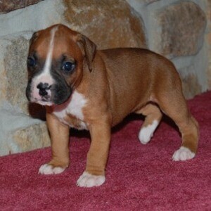Healthy Boxer Puppies | PostAds PH