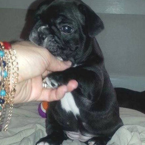 Healthy French Bulldog puppies | PostAds PH