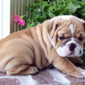 Healthy English Bulldogs Puppies | PostAds PH