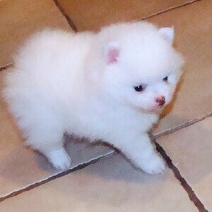 Healthy Pomeranian puppies | PostAds PH
