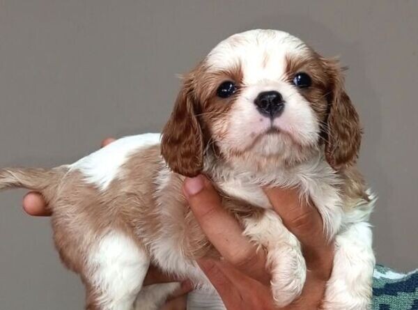 Healthy Cavalier king Charles Spaniel Puppies