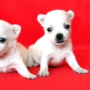Healthy Chihuahua Puppies | PostAds PH