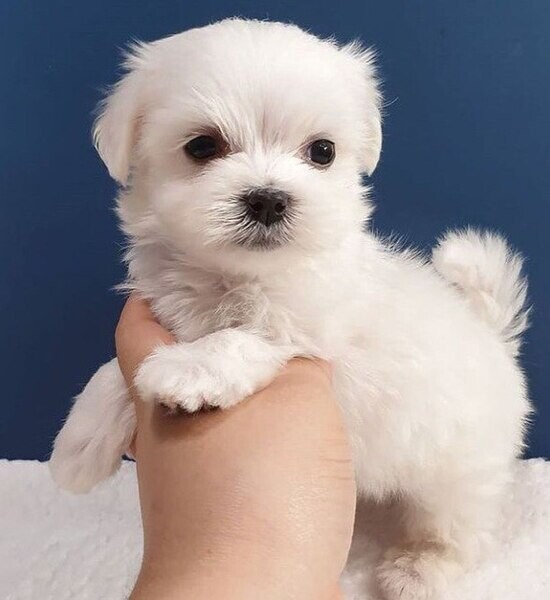 Healthy Maltese Puppies