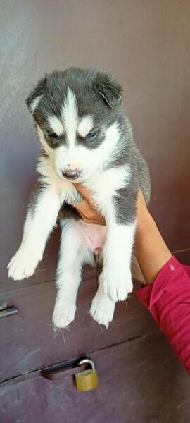 Healthy Siberian Husky Puppies