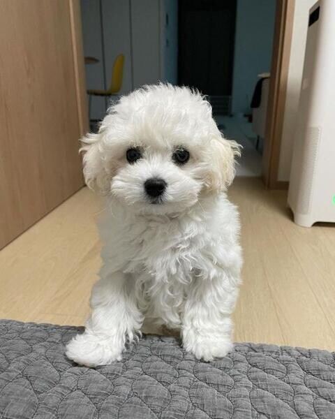 Healthy Bichon Frise Puppies