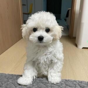 Healthy Bichon Frise Puppies | PostAds PH