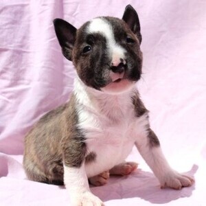 Healthy Mini Bull Terrier Puppies | PostAds PH