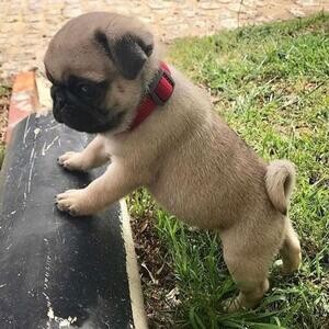 Healthy Pug puppies | PostAds PH