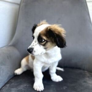 Healthy Havanese Terrier Puppies | PostAds PH