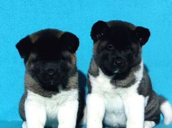 Healthy Akita puppies