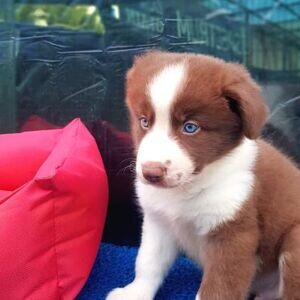 Healthy Border Collie puppies | PostAds PH
