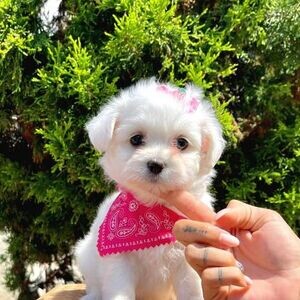 Maltese Looking for a Loving Home | PostAds PH