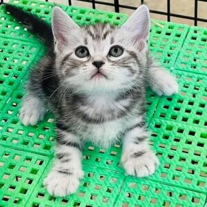 America shorthair kittins WhatsApp me : ( +63 985 762 7466 ) | PostAds PH