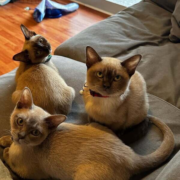    Burmese kittens Available . WhatsApp me : ( +63 985 762 7466 )