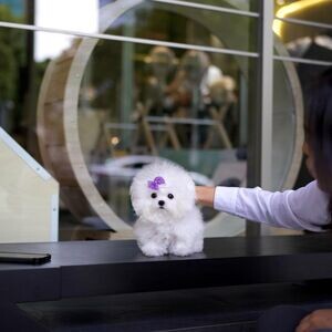 Toy Bichon Frise Puppies WhatsApp me : ( +63 985 762 7466 ) | PostAds PH