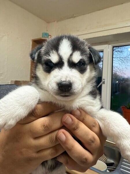 Siberian husky puppy's