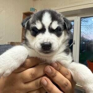 Siberian husky puppy's | PostAds PH