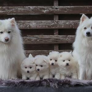 Japanese Spitz puppies WhatsApp me : ( +63 985 762 7466 ) | PostAds PH
