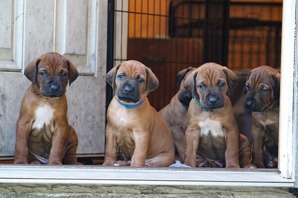  rhodesian ridgeback Puppies WhatsApp me : ( +63 985 762 7466 )