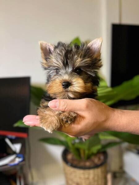  4 Yorkie Puppies  WhatsApp me : ( +63 9097-723-041 )