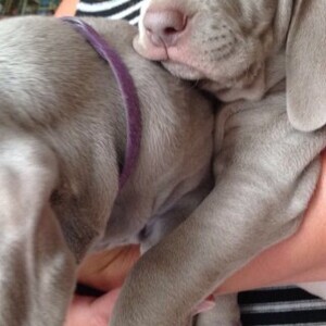 Weimaraner Puppies WhatsApp me : ( +63 985 762 7466 ) | PostAds PH