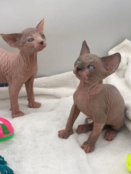   Sphynx Kittens  WhatsApp me : ( +63 985 762 7466 )