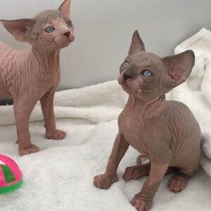 Sphynx Kittens WhatsApp me : ( +63 985 762 7466 ) | PostAds PH