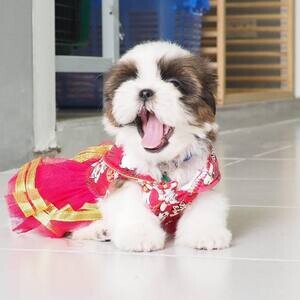 Shih Tzu Puppies WhatsApp me : ( +63 985 762 7466 ) | PostAds PH
