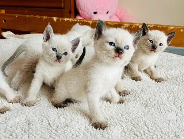   Siamese Kittens Ready WhatsApp me : ( +63 985 762 7466 )