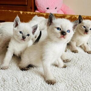 Siamese Kittens Ready WhatsApp me : ( +63 985 762 7466 ) | PostAds PH